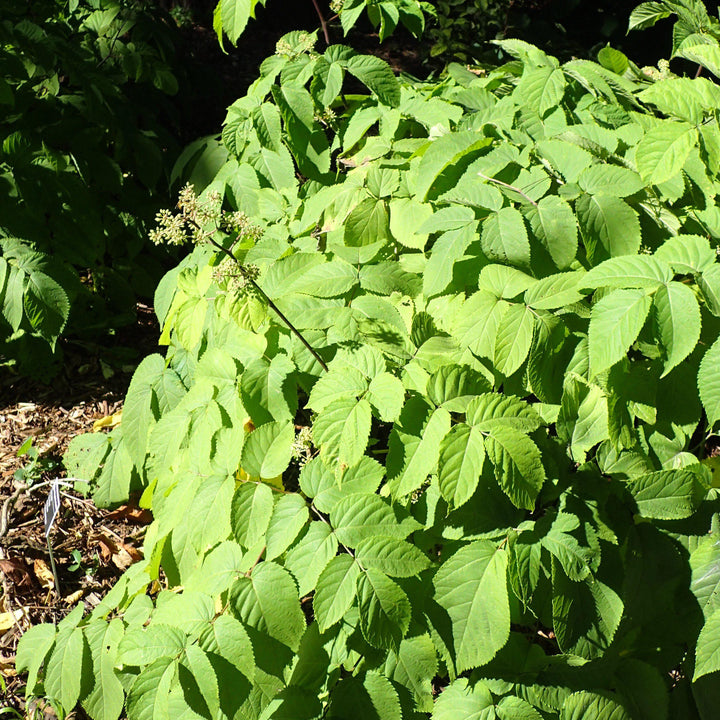 Aralia cordata 'Sun King' ~ Sun King Golden Japanese Spikenard-ServeScape