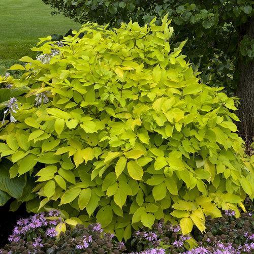 Aralia cordata 'Sun King' ~ Golden Japanese Spikenard - Delivered By ServeScape