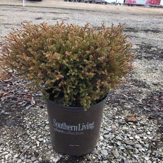 Thuja occidentalis 'Concesarini'~ Pancake™ Arborvitae-ServeScape