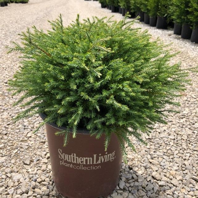 Thuja occidentalis 'Concesarini'~ Pancake™ Arborvitae-ServeScape