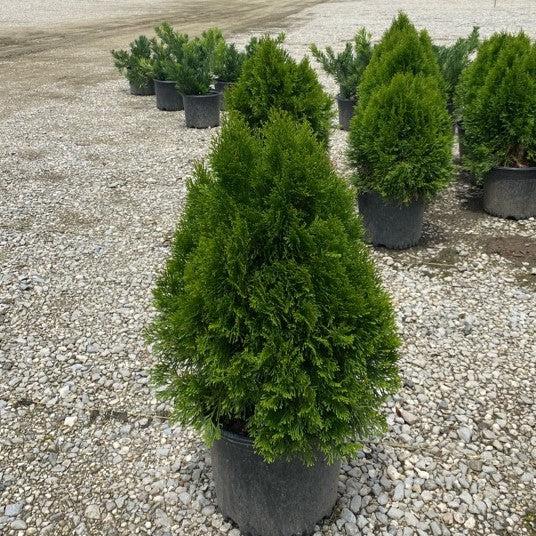 Thuja occidentalis 'Smaragd' ~ Emerald Green Arborvitae-ServeScape