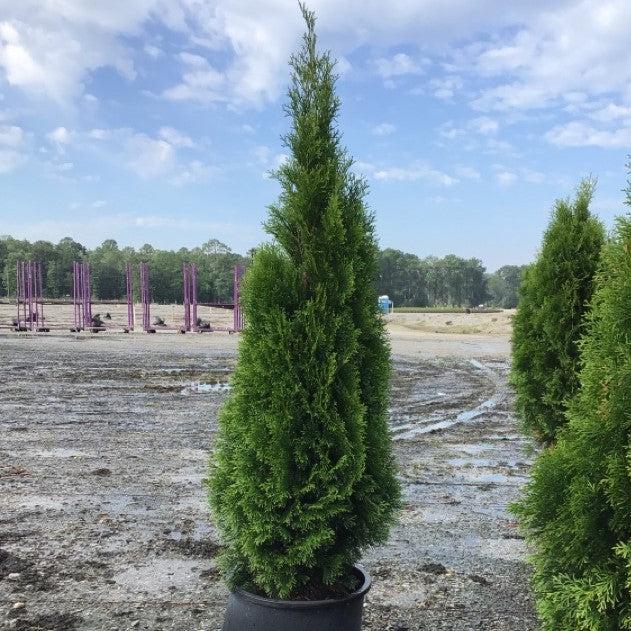 Thuja occidentalis 'Smaragd' ~ Emerald Green Arborvitae-ServeScape