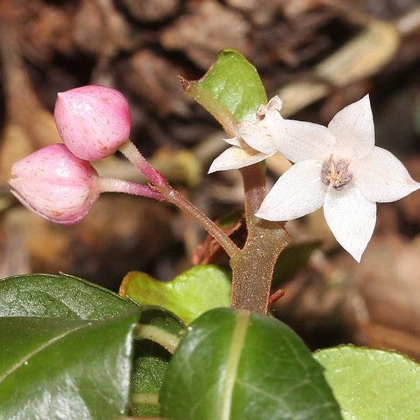 Ardisia japonica ~ Marlberry-ServeScape