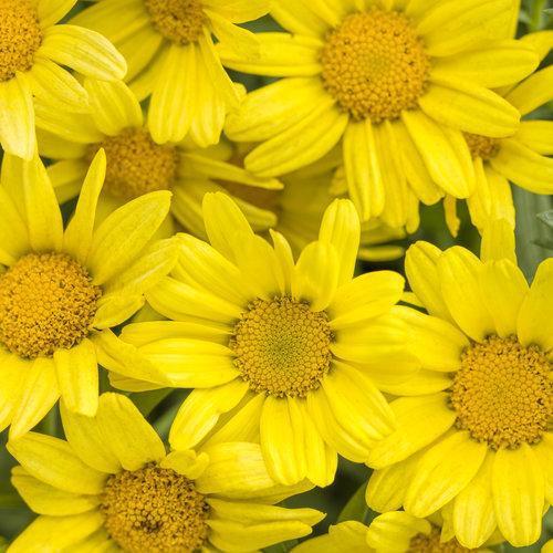 Argyranthemum Frutescens 'G15101' ~ Golden Butterfly® Marguerite Daisy-ServeScape