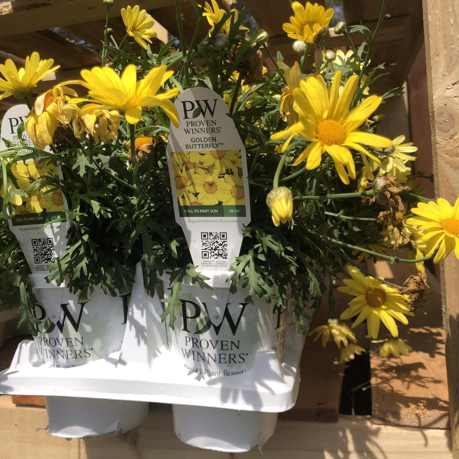 Argyranthemum Frutescens ~ Golden Butterfly® Marguerite Daisy - Delivered By ServeScape
