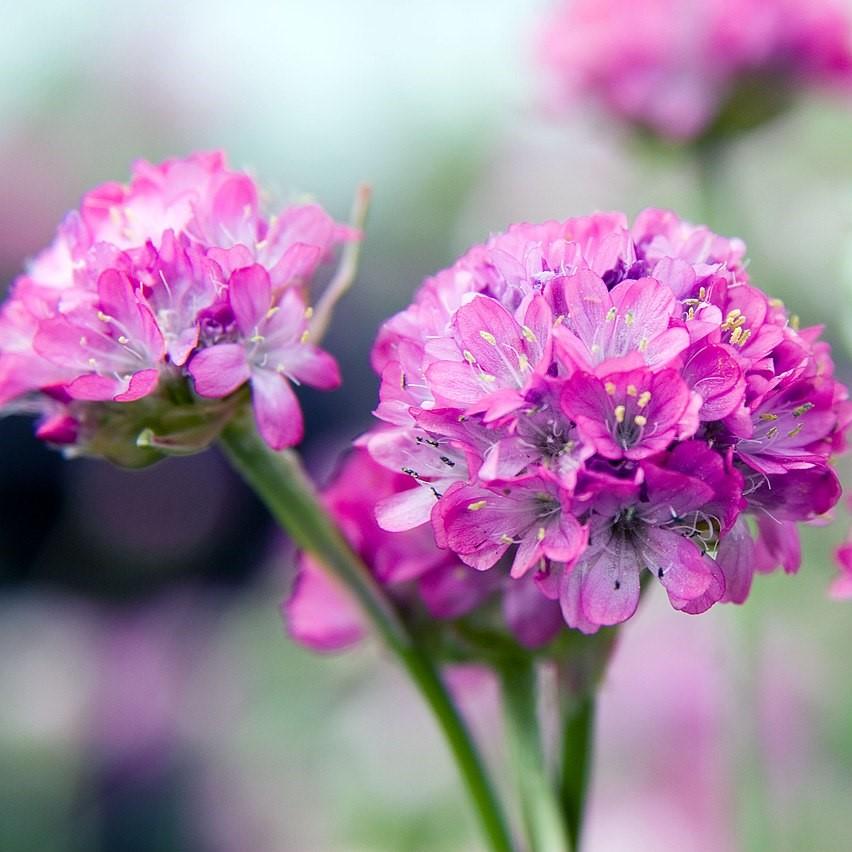Armeria maritima 'Splendens' ~ Splendens Sea Thrift-ServeScape