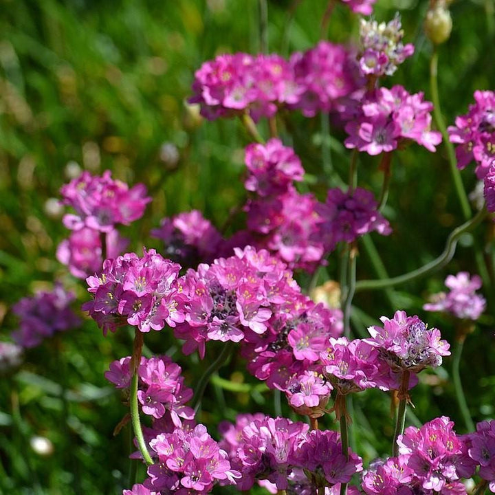 Armeria maritima 'Splendens' ~ Splendens Sea Thrift-ServeScape