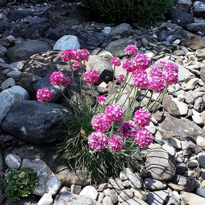 Armeria maritima 'Splendens' ~ Splendens Sea Thrift-ServeScape