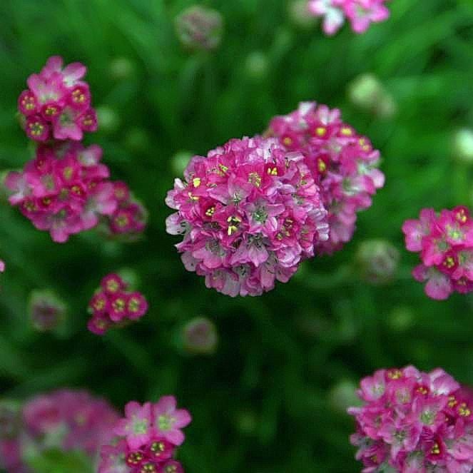 Armeria maritima 'Splendens' ~ Splendens Sea Thrift - Delivered By ServeScape