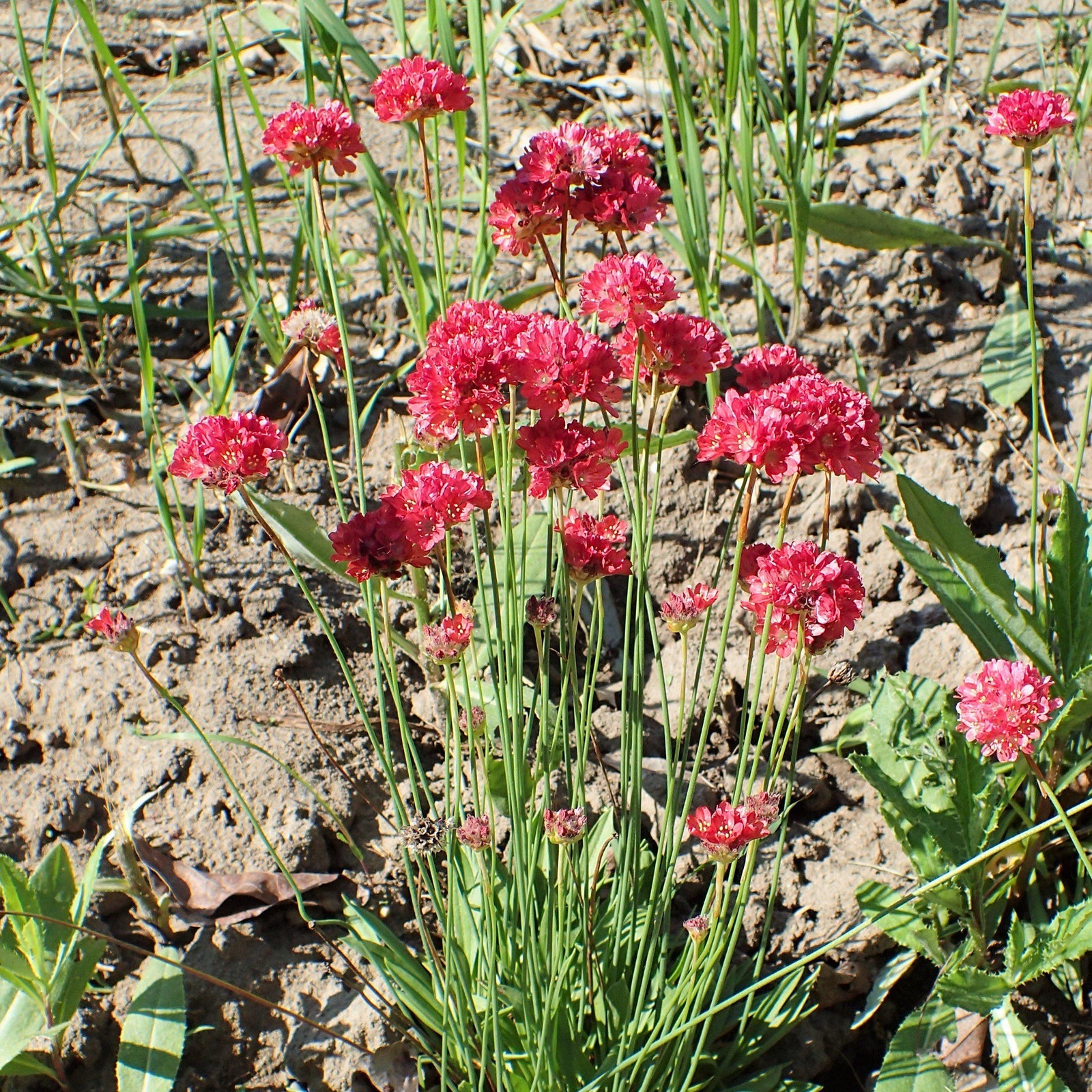 Armeria pseudarmeria 'Ballerina Red' ~ Ballerina Red False Sea Thrift - Delivered By ServeScape