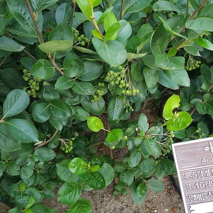 Aronia arbutifolia ~ Red Chokeberry-ServeScape