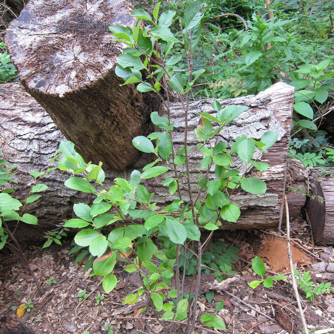 Aronia arbutifolia ~ Red Chokeberry-ServeScape