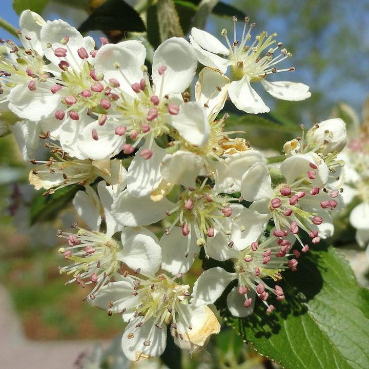 Aronia arbutifolia ~ Red Chokeberry-ServeScape