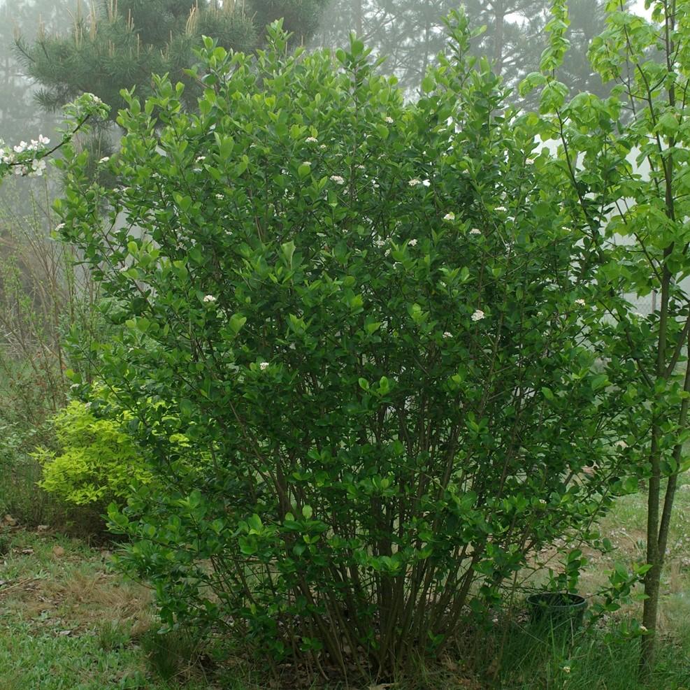 Aronia melanocarpa ~ Black Chokeberry-ServeScape