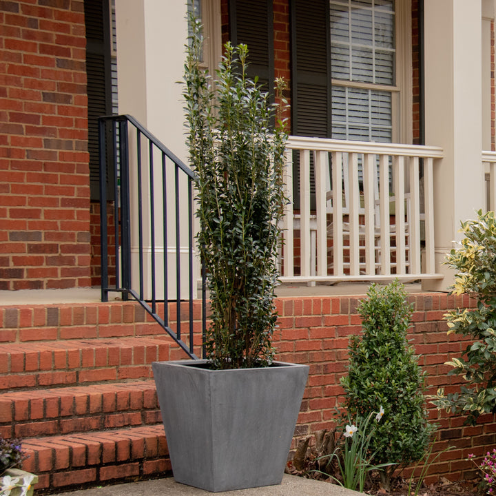 Ilex x 'RutHol3' ~ Jade Lance® Japanese Holly-ServeScape