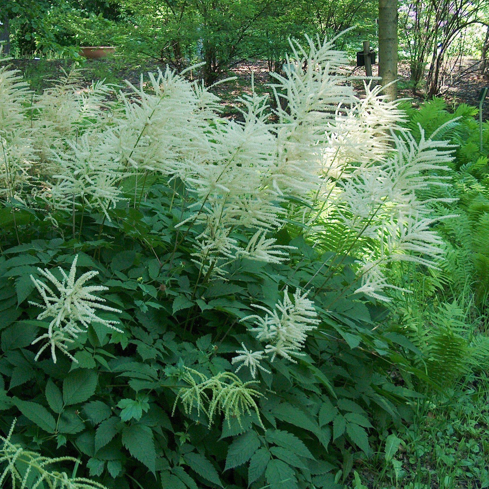 Aruncus dioicus ~ Goat's Beard - Delivered By ServeScape