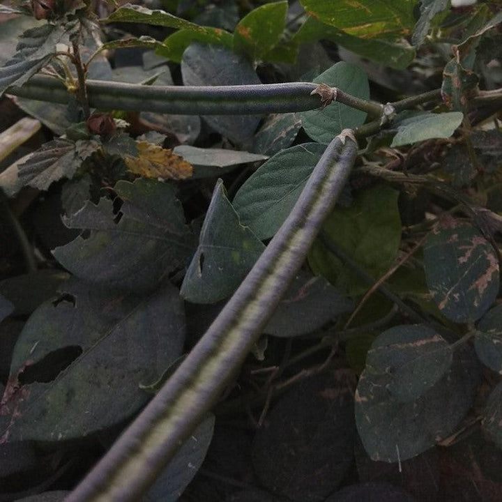 Centrosema virginianum ~ Butterfly Pea-ServeScape