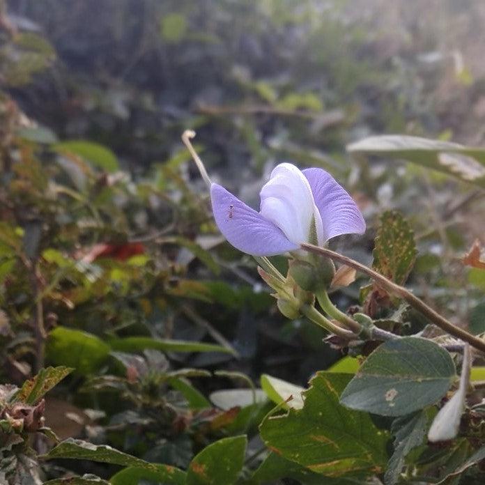 Centrosema virginianum ~ Butterfly Pea-ServeScape