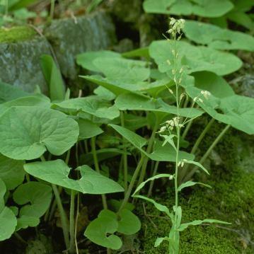 Asarum canadense ~ Wild Ginger-ServeScape