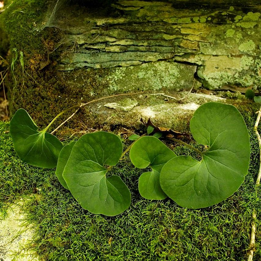 Asarum canadense ~ Wild Ginger-ServeScape