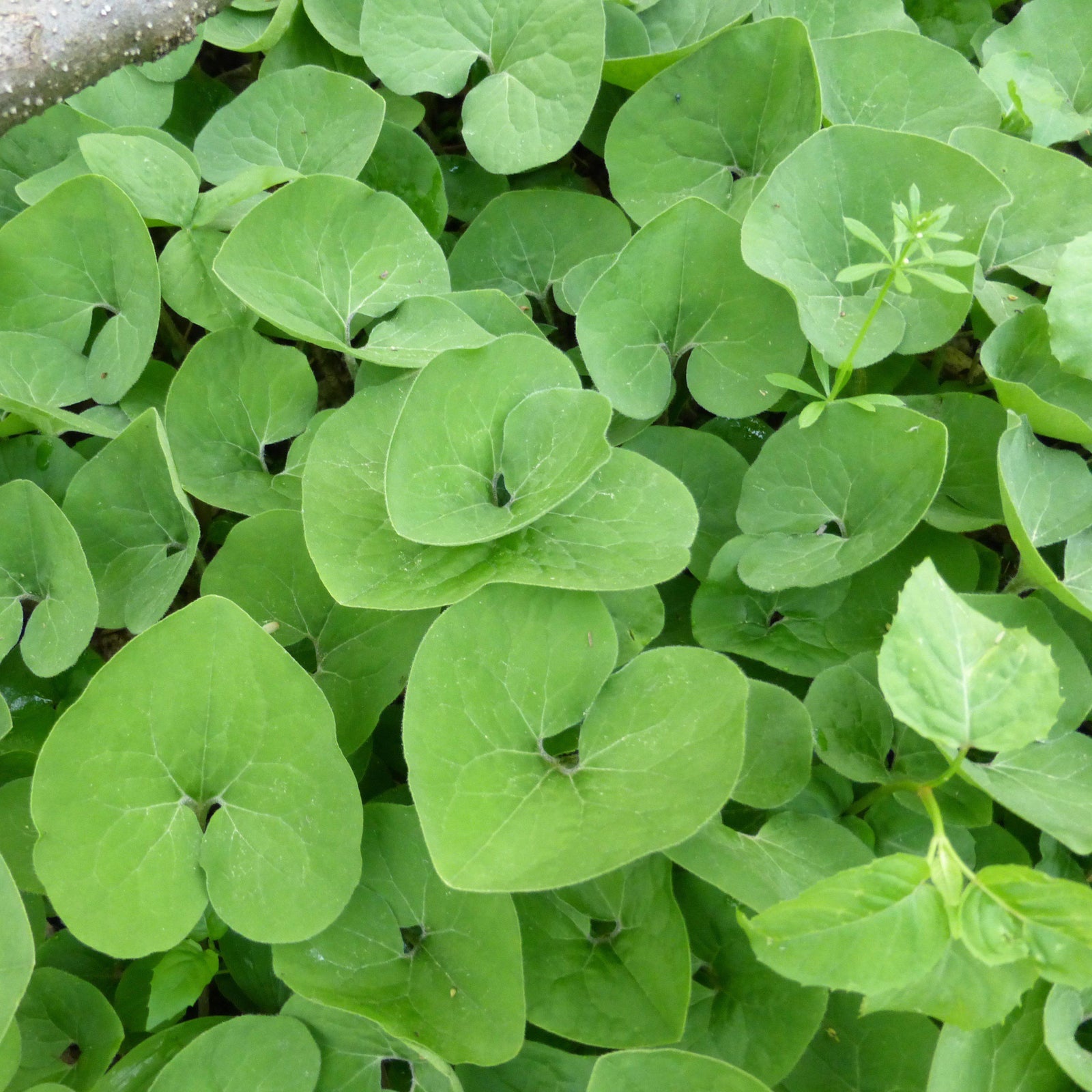 Asarum canadense ~ Wild Ginger - Delivered By ServeScape