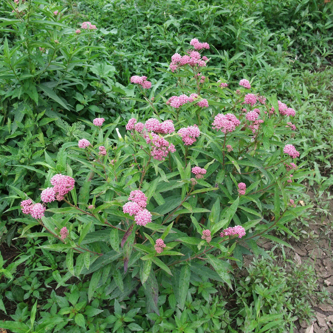 Asclepias incarnata 'Cinderella' ~ Cinderella Swamp Milkweed-ServeScape