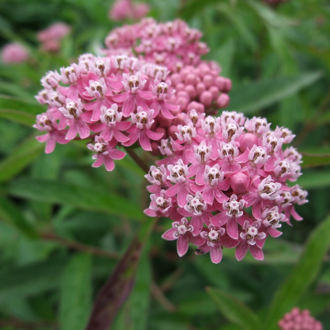 Asclepias incarnata 'Cinderella' ~ Cinderella Swamp Milkweed-ServeScape