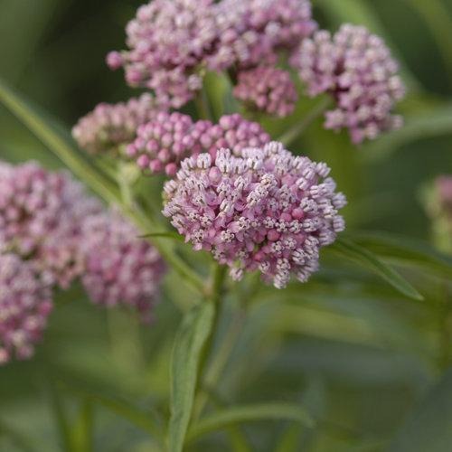 Asclepias incarnata 'Cinderella' ~ Cinderella Swamp Milkweed-ServeScape