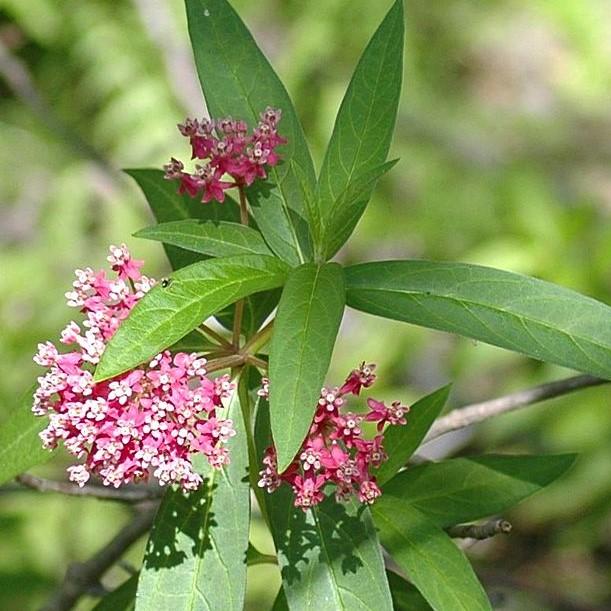 Asclepias incarnata 'Cinderella' ~ Cinderella Swamp Milkweed-ServeScape