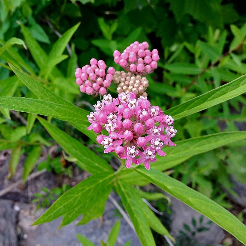 Asclepias incarnata ~ Swamp Milkweed-ServeScape