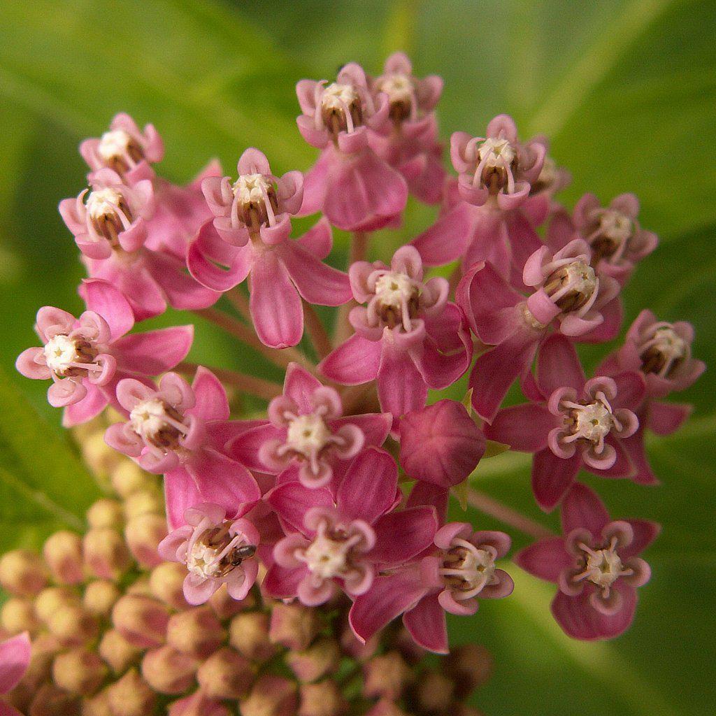 Asclepias incarnata ~ Swamp Milkweed - Delivered By ServeScape