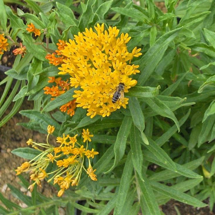 Asclepias tuberosa 'Hello Yellow' ~ Hello Yellow Butterfly Weed-ServeScape