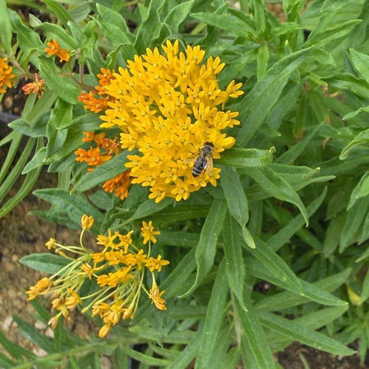Asclepias tuberosa 'Hello Yellow' ~ Hello Yellow Butterfly Weed-ServeScape