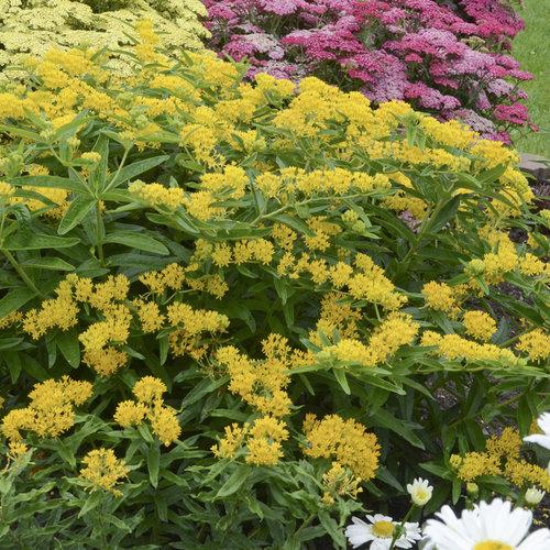 Asclepias tuberosa 'Hello Yellow' ~ Hello Yellow Butterfly Weed-ServeScape