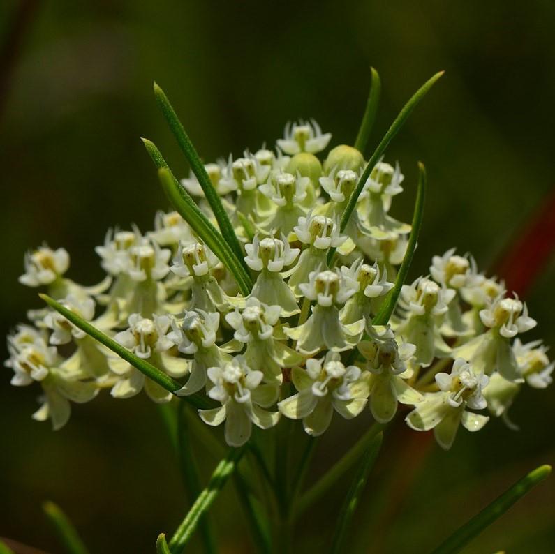 Asclepias verticillata ~ Whorled Milkweed-ServeScape