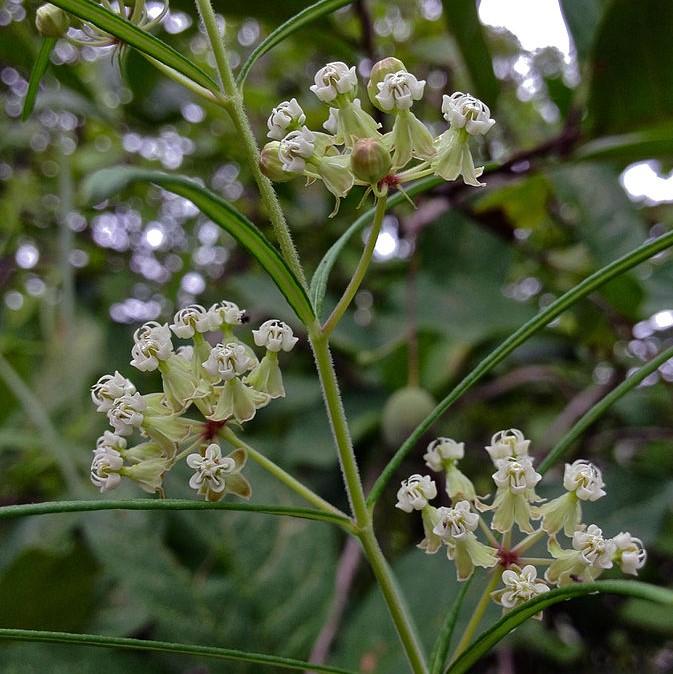 Asclepias verticillata ~ Whorled Milkweed-ServeScape