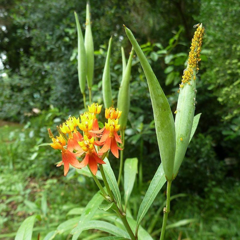 Asclepias curassavica ~ Red Milkweed-ServeScape
