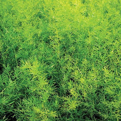 Asparagus densiflorous 'Sprengeri' ~<b>Sprenger's Asparagus Fern - Delivered By ServeScape