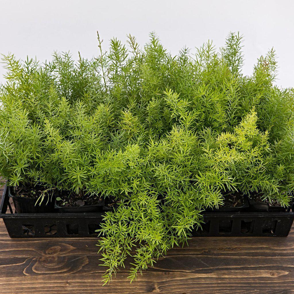 Asparagus densiflorous 'Sprengeri' ~<b>Sprenger's Asparagus Fern - Delivered By ServeScape