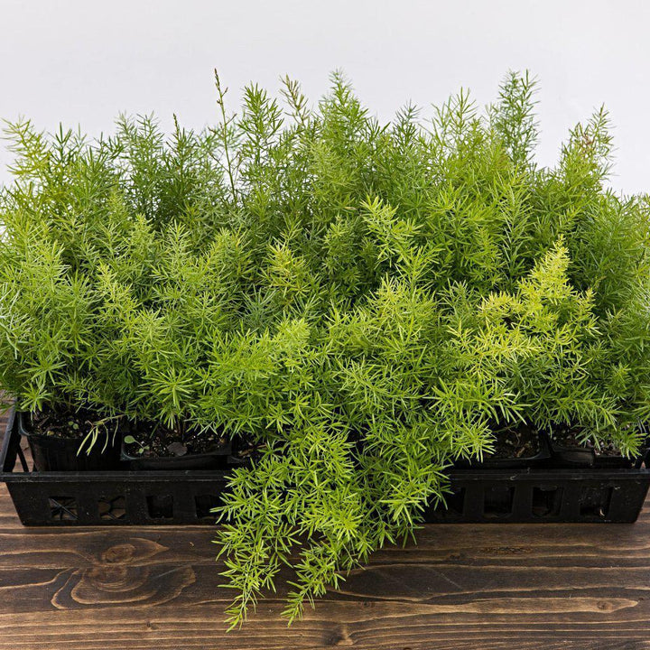 Asparagus densiflorous 'Sprengeri' ~<b>Sprenger's Asparagus Fern - Delivered By ServeScape