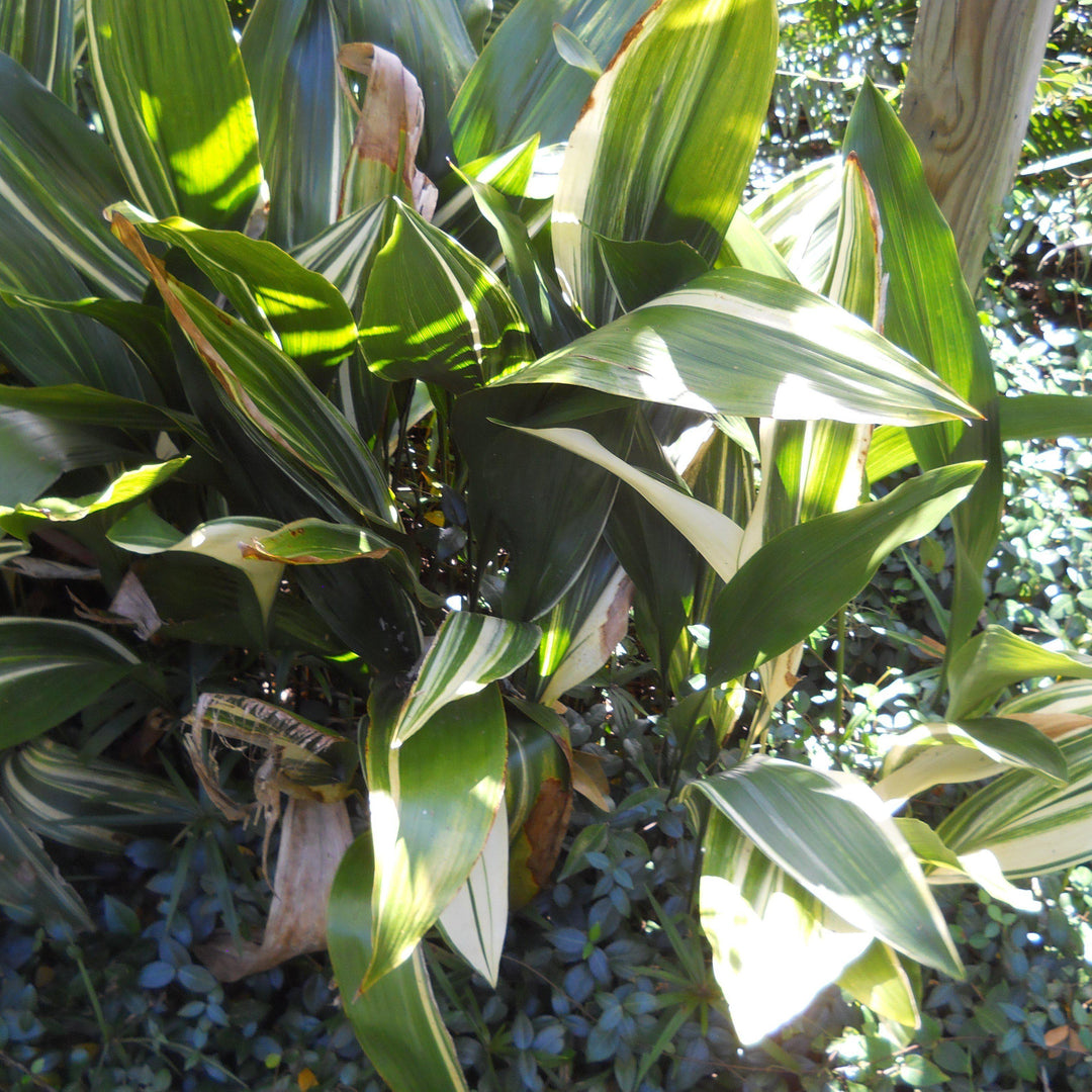 Aspidistra elatior ~ Cast Iron Plant, Variegated-ServeScape