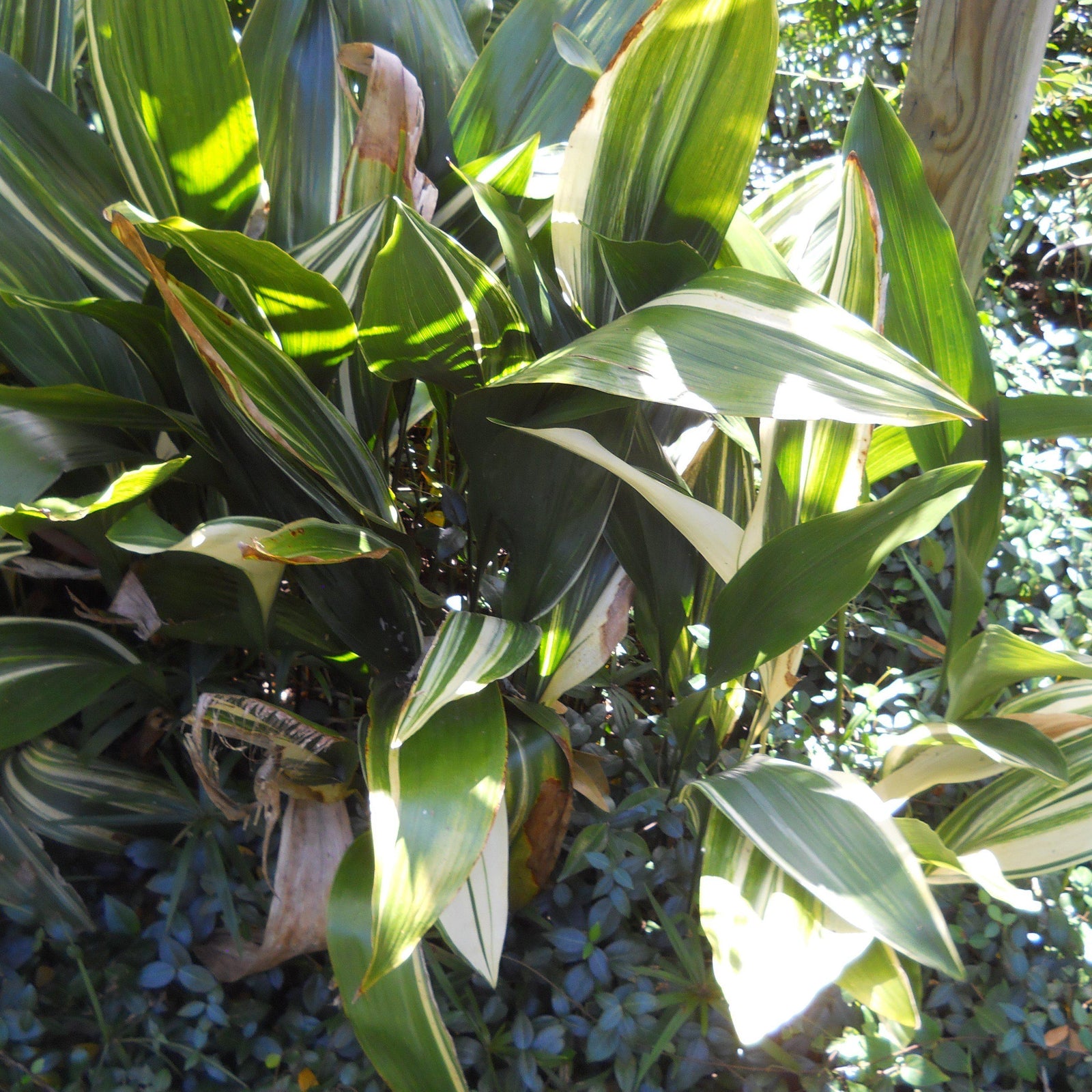 Aspidistra elatior ~ Cast Iron Plant, Variegated-ServeScape
