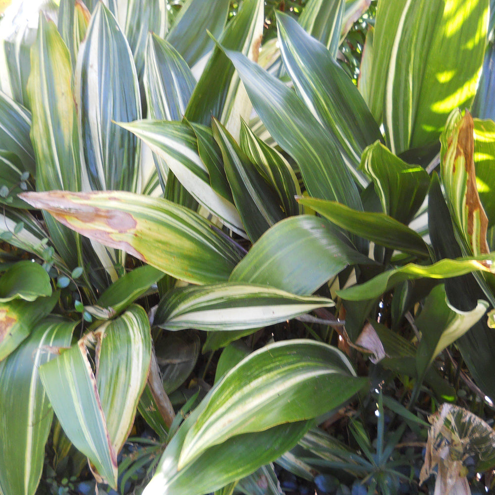 Aspidistra elatior ~ Cast Iron Plant, Variegated-ServeScape