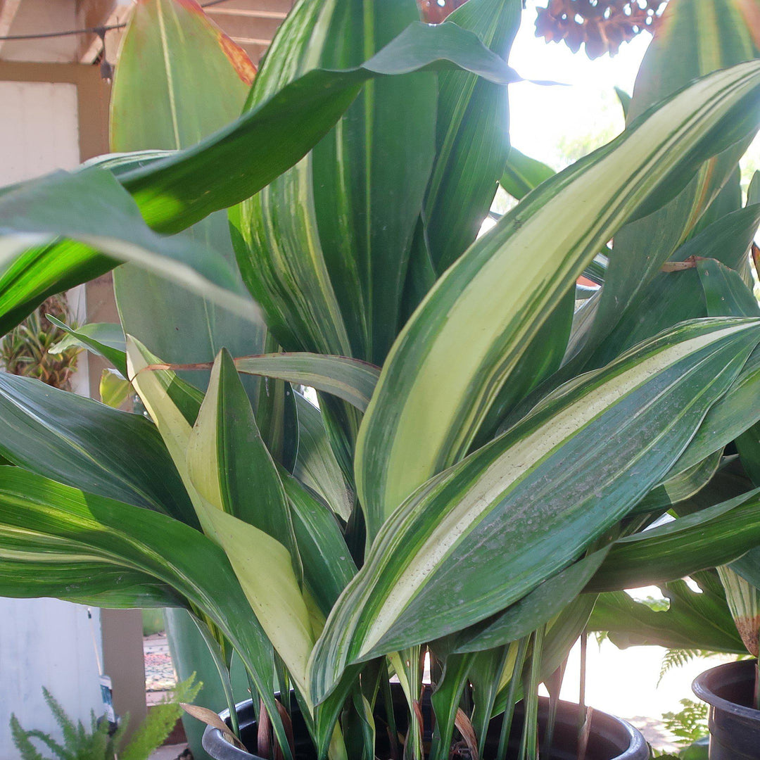 Aspidistra elatior ~ Cast Iron Plant, Variegated-ServeScape