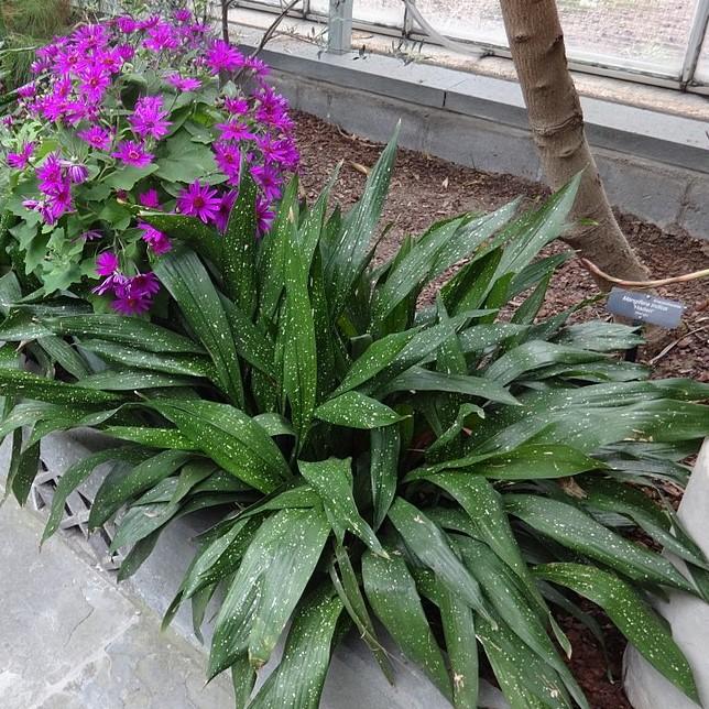 Aspidistra sichuanensis 'Spek-tacular' ~ Specktlar Cast Iron Plant - Delivered By ServeScape