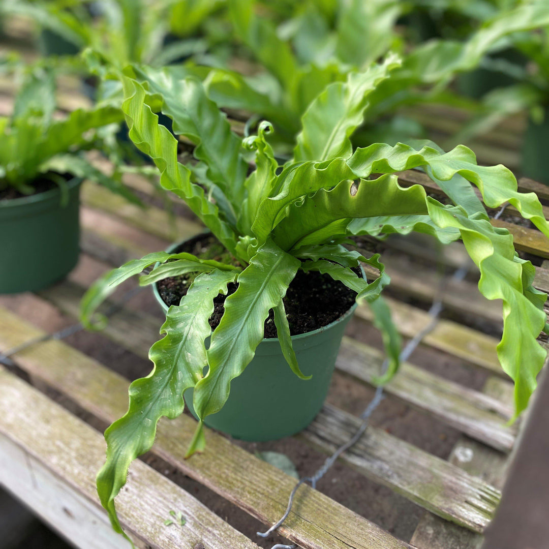 Asplenium nidus ~ Bird's Nest Fern-ServeScape