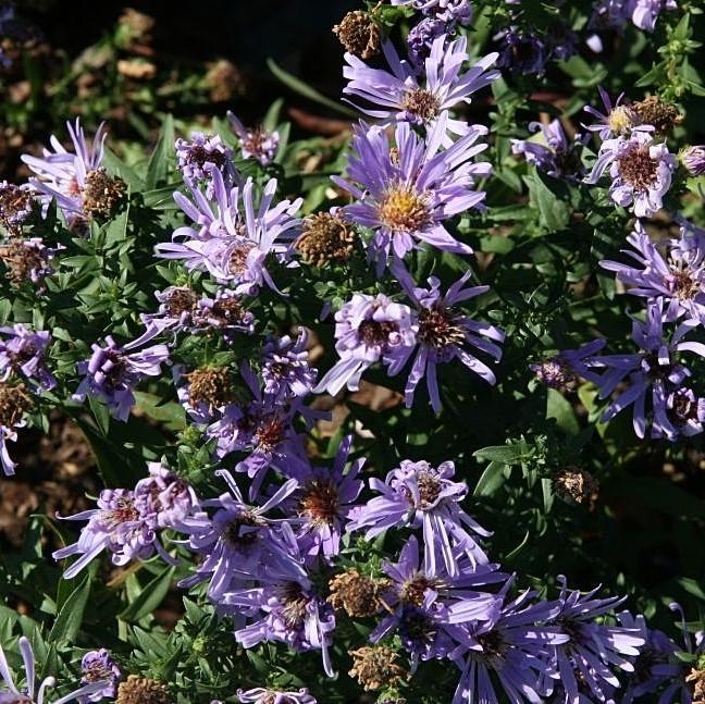 Aster 'Woods Blue' ~ Woods Blue Aster-ServeScape