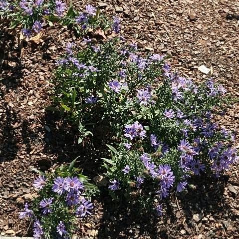 Aster 'Woods Blue' ~ Woods Blue Aster-ServeScape