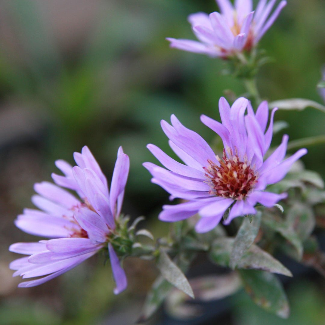 Aster 'Woods Blue' ~ Woods Blue Aster - Delivered By ServeScape