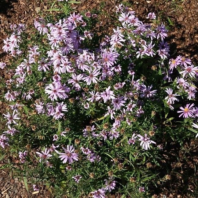 Aster 'Woods Pink' ~ Woods Pink Aster-ServeScape